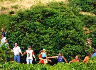 Pé de café gigante em Laranja da Terra produz sozinho meia saca de café beneficiada