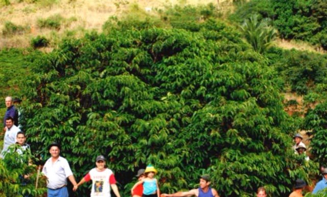 Pé de café gigante em Laranja da Terra produz sozinho meia saca de café beneficiada