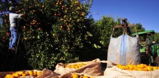 Geração de empregos na citricultura cresce 8% em 2023