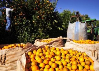Dia de campo destaca potencialidades da citricultura no Sul do Espírito Santo