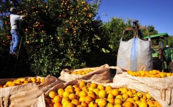 Estoques de suco de laranja têm queda de 20,5%
