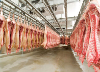 Exportações de carne suína crescem 46,74% em julho