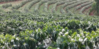 Produtividade média dos Cafés do Brasil equivale a 25 sacas por hectare em 2021
