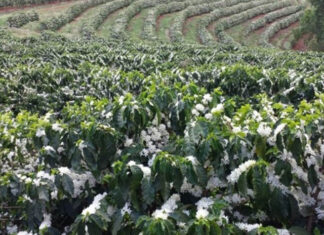 Cafeicultura movimenta R$ 2,7 bilhões em defensivos agrícolas