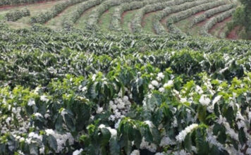 Floradas da safra 20/21 de café se abrem no Espírito Santo