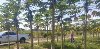 Controle do mosaico e da meleira do mamão continua em Linhares e região