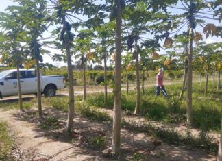 Controle do mosaico e da meleira do mamão continua em Linhares e região
