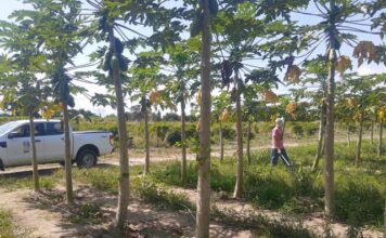 Controle do mosaico e da meleira do mamão continua em Linhares e região