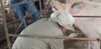 Alerta sobre obrigatoriedade de notificação de doenças em animais