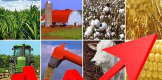 Alta de 5,26% no PIB do agro