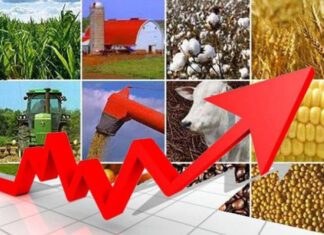 Alta de 5,26% no PIB do agro
