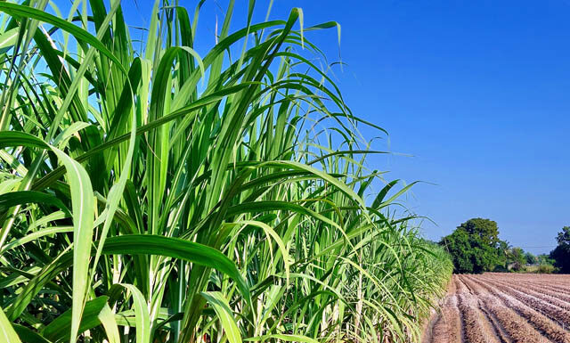 CNA levanta custos de produção de cana, café e pecuária de corte