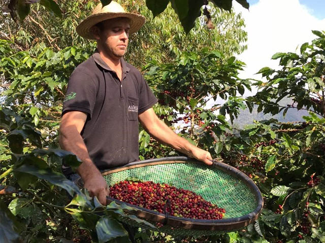 O cafeicultor Eduardo Tozi, de Castelo, vai participar do evento com cafés gourmet e microlotes especiais. (Foto: Divulgação Comunicação Aderes)