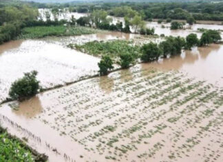 Furacões afetam produção de café na América Central
