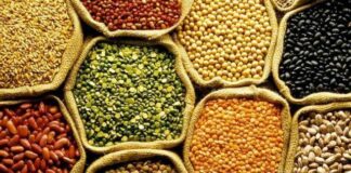 Safra de grãos brasileira cresceu 506% em quatro décadas