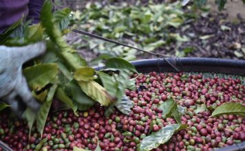 Cooabriel já tem primeiras entregas de café da safra 2021