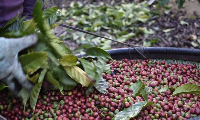 Cooabriel já tem primeiras entregas de café da safra 2021
