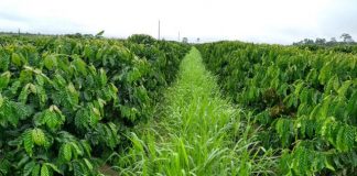 Pesquisa mostra ganhos com braquiária na entrelinha do café