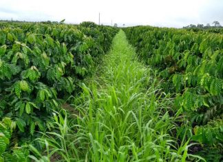 Chuvas em abril aliviam cafeicultores e melhoram cenário para safra 2026/27