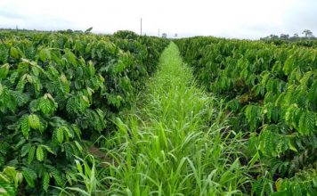Pesquisa mostra ganhos com braquiária na entrelinha do café