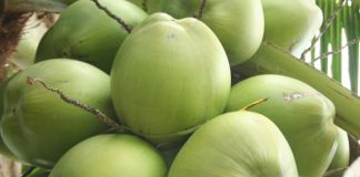 Ufes obtém patente de processo que transforma casca de coco em etanol