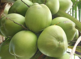 Ufes obtém patente de processo que transforma casca de coco em etanol