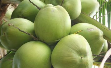 Ufes obtém patente de processo que transforma casca de coco em etanol