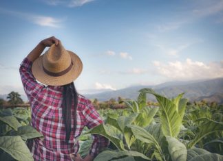 Portaria que reconhece a adoção das boas práticas agrícolas entra em vigor em julho