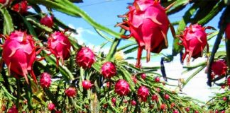 Pitaia ganha espaço no Brasil