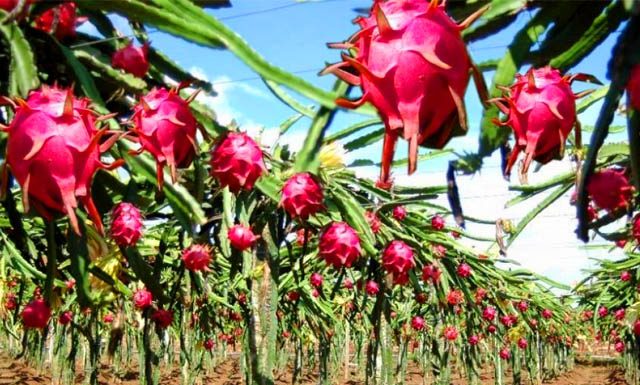 Pitaia ganha espaço no Brasil