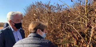 Previsão de geada continua para regiões Sul e Sudeste nos próximos dias