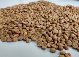 Café conilon atinge o maior preço pago pela Cooabriel