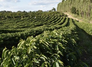 Cooabriel incrementa produção de cafés certificados