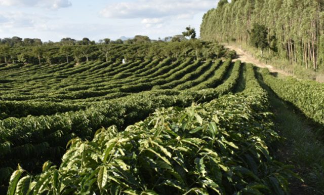 Cooabriel incrementa produção de cafés certificados