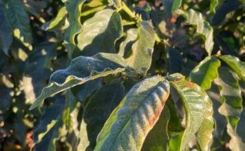 Sistema Nacional de Meteorologia prevê frio intenso em partes do país nos próximos dias