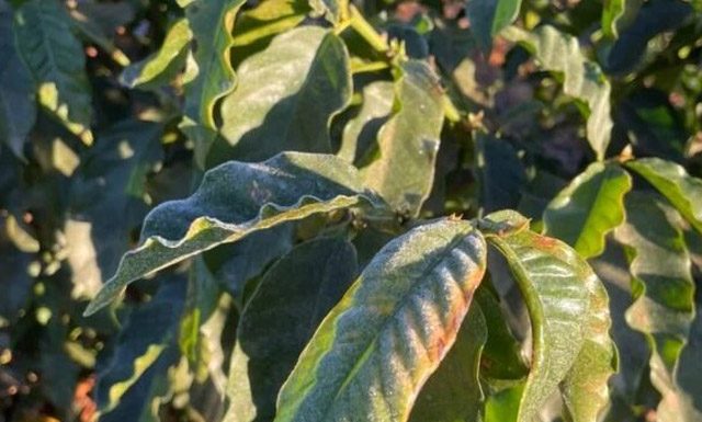 Sistema Nacional de Meteorologia prevê frio intenso em partes do país nos próximos dias