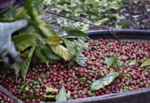 Falta de mão de obra e floradas diversas atrasam colheita do conilon no Norte do Espírito Santo