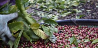 Falta de mão de obra e floradas diversas atrasam colheita do conilon no Norte do Espírito Santo