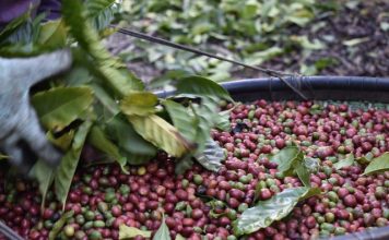 Falta de mão de obra e floradas diversas atrasam colheita do conilon no Norte do Espírito Santo
