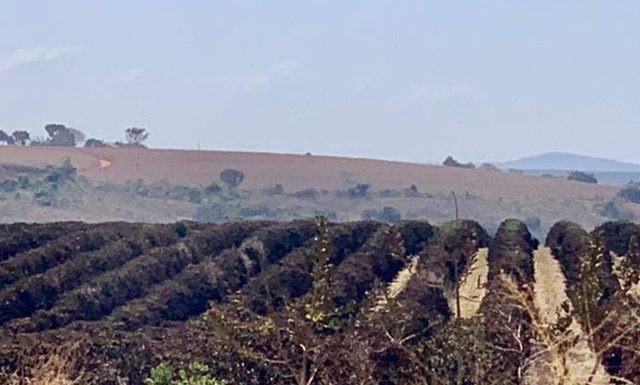Pelo menos 5 mil hectares de café foram atingidos pela geada na Alta Mogiana, estima Cocapec