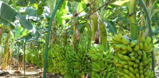 Procura por banana nanica aumenta; preços sobem