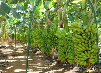 Exportações de banana fecham 2023 em queda
