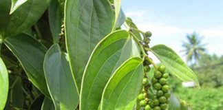 Live: Agro+ debate o mercado da pimenta-do-reino no Espírito Santo