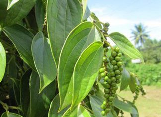 Curso de Agronomia da Faesa realiza Dia de Campo sobre manejo sustentável da pimenta-do-reino