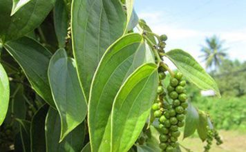 Live: Agro+ debate o mercado da pimenta-do-reino no Espírito Santo