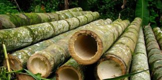 Mútua-ES apresenta projeto Bambu Capixaba em live realizada nesta quinta-feira (16)