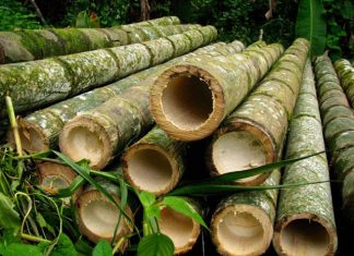 Mútua-ES apresenta projeto Bambu Capixaba em live realizada nesta quinta-feira (16)