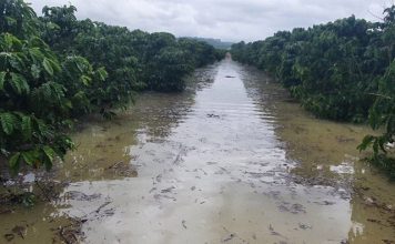 Chuvas atingem produção cafeeira no Espírito Santo e sul da Bahia