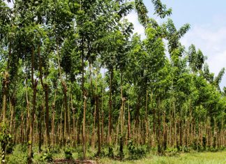 Embrapa estimula uso de gliricídia como tutor de pimenta-do-reino