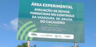 Bahia testa fungicida contra vassoura de bruxa em lavoura cacaueira